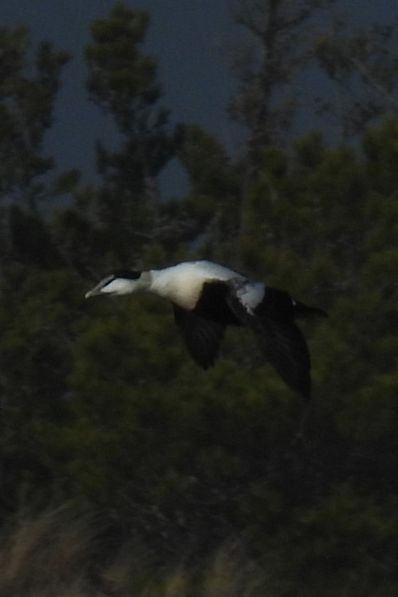 Common Eider - ML628370565