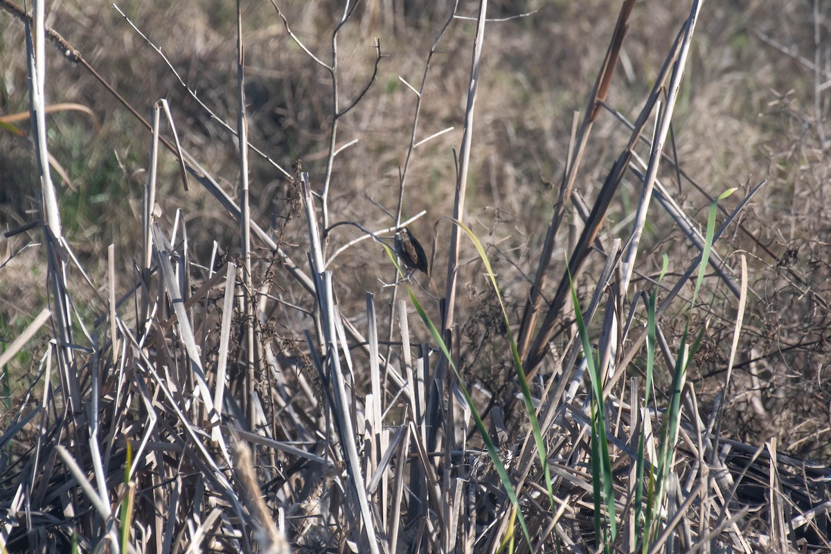 Swamp Sparrow - ML628370575