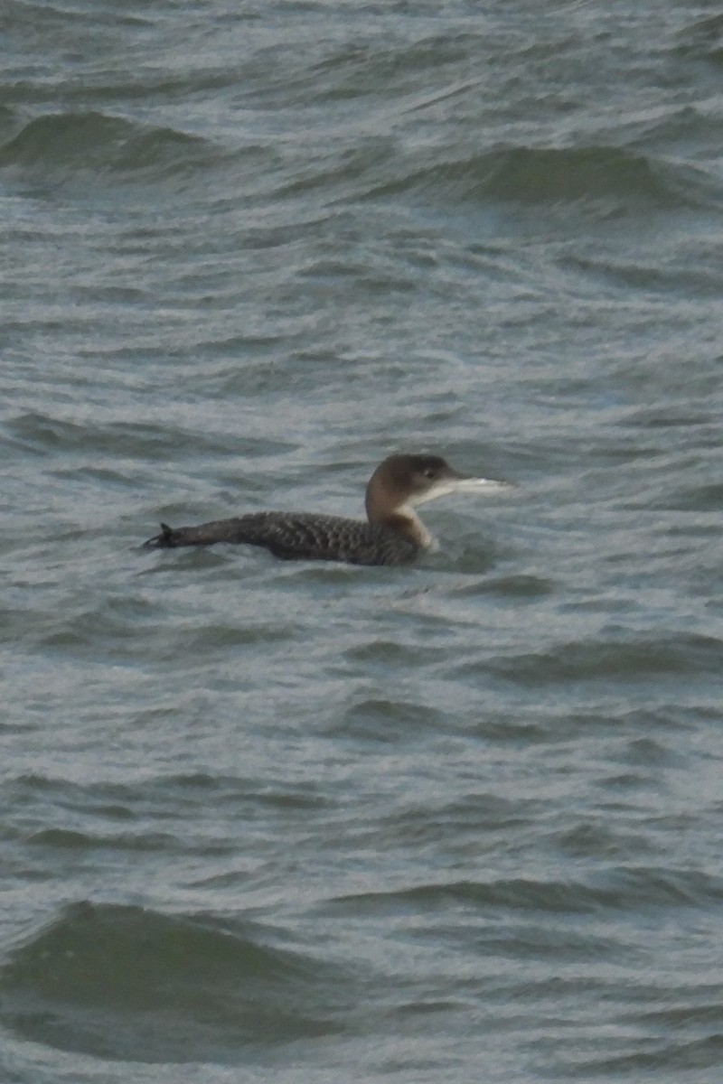 Common Loon - ML628370584