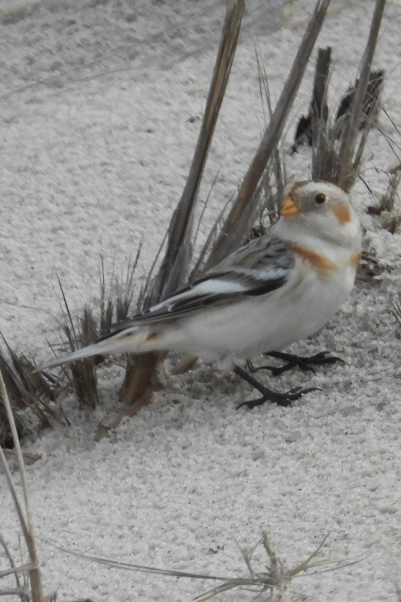 Snow Bunting - ML628370604