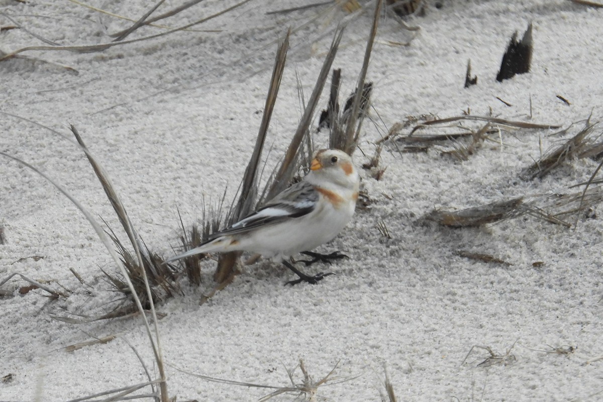 Snow Bunting - ML628370605