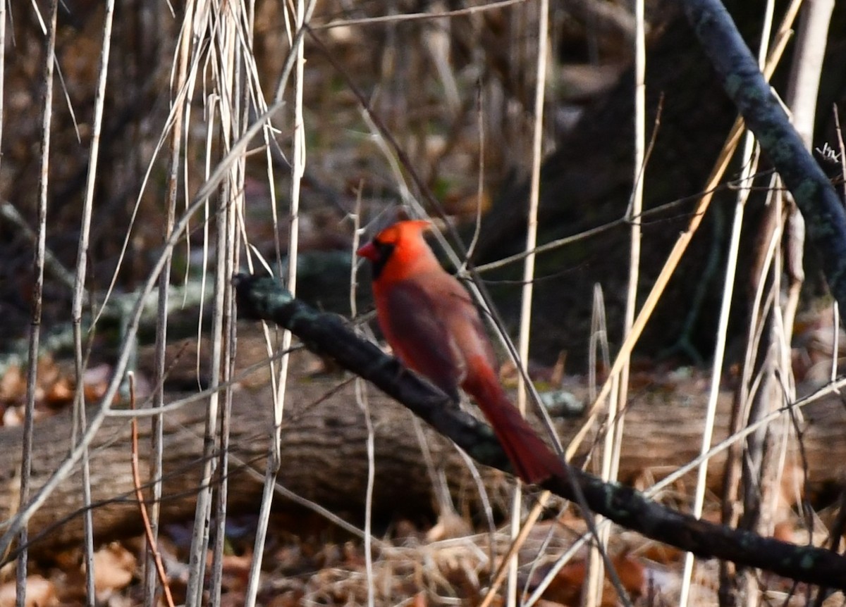 Kırmızı Kardinal - ML628370675