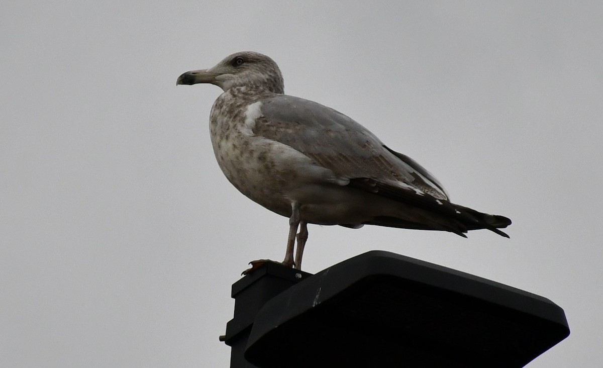 American Herring Gull - ML628370752