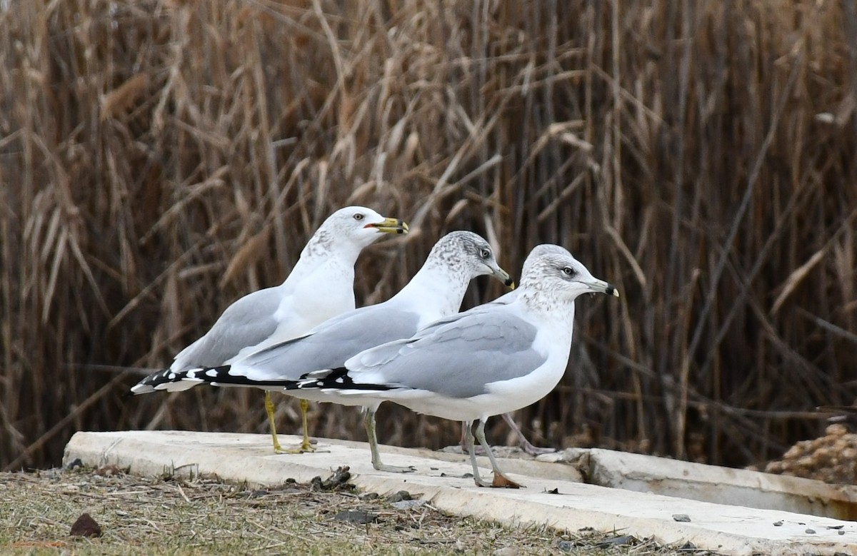 Ring-billed Gull - ML628370770