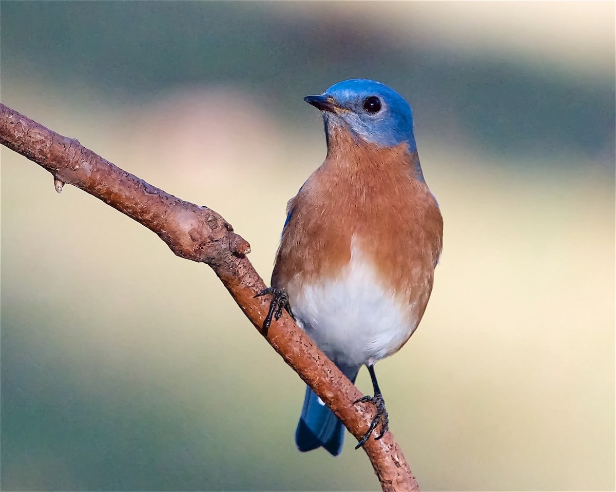 salašník modrý - ML628370842