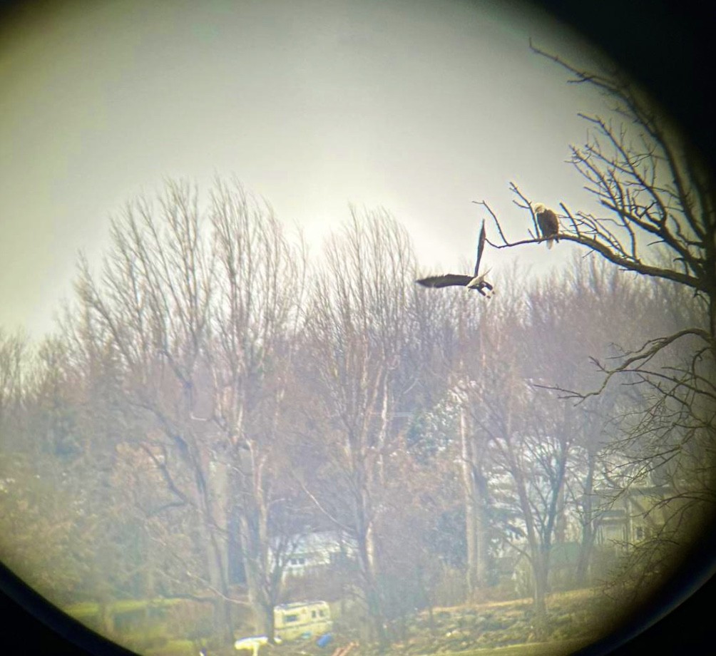 Bald Eagle - ML628370843