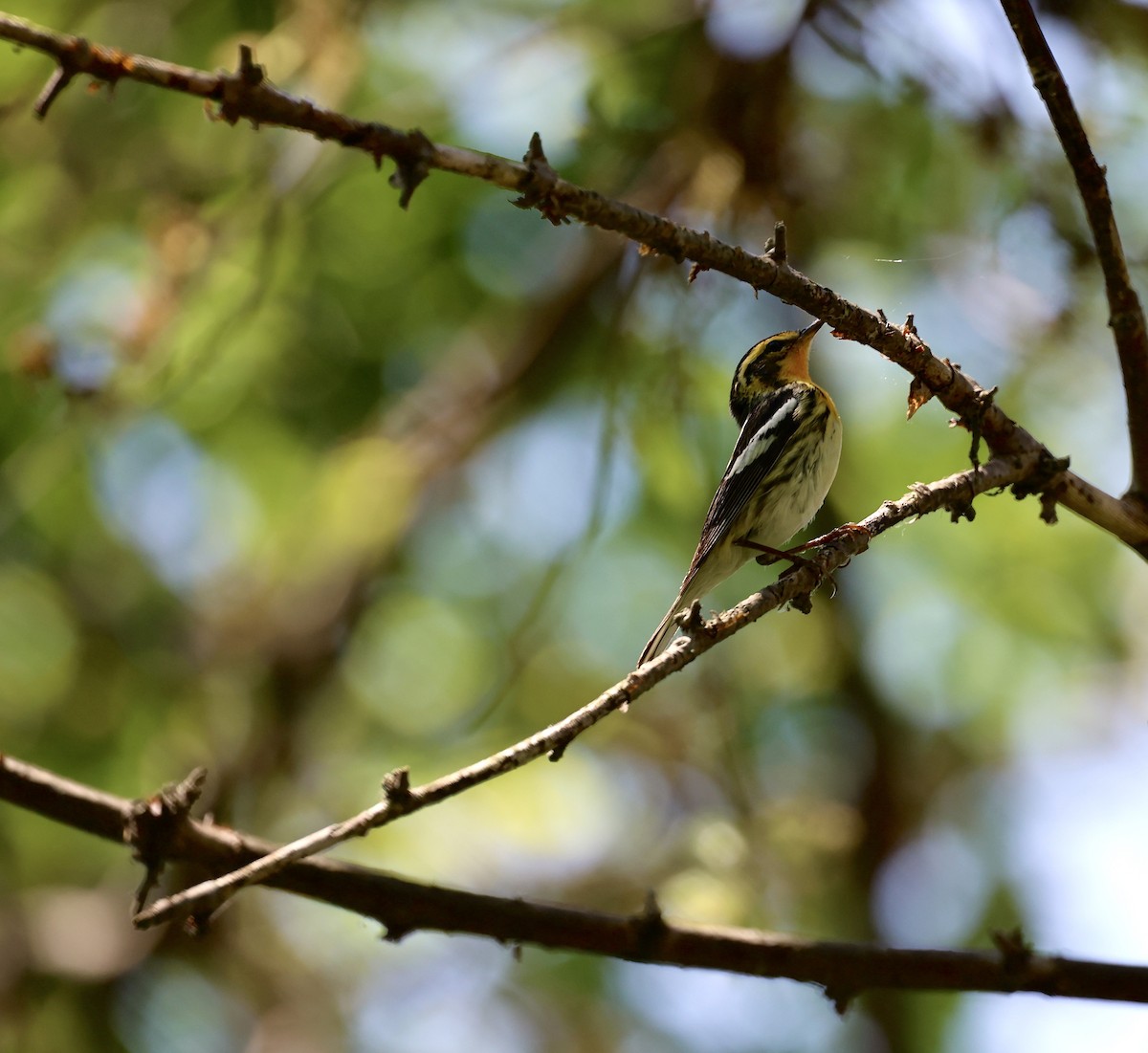 Blackburnian Warbler - ML628370875