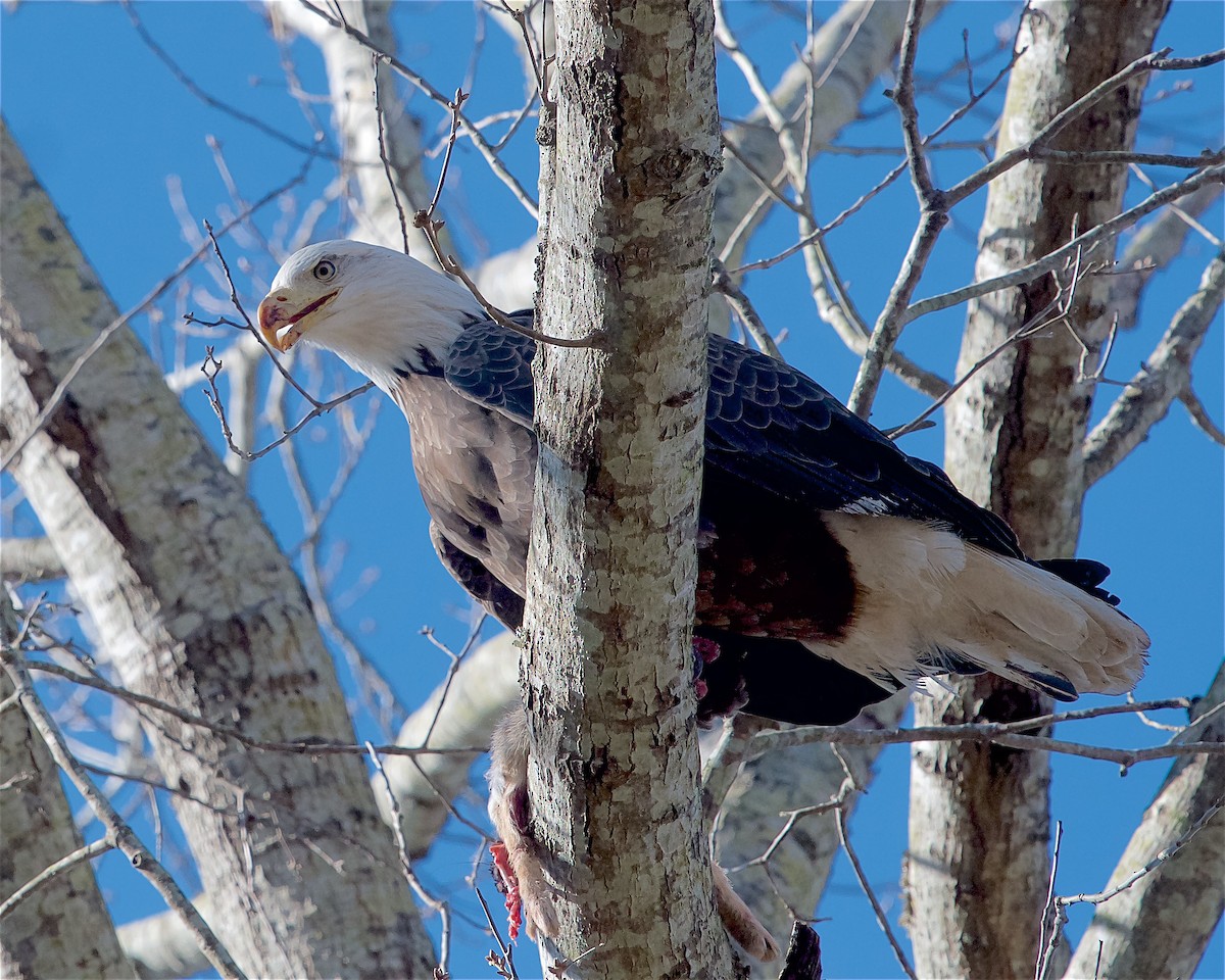 orel bělohlavý - ML628370898
