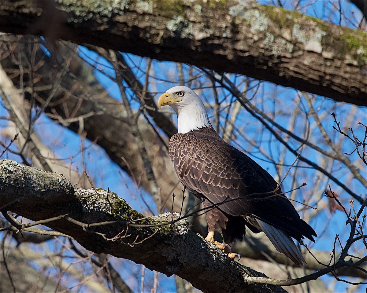 orel bělohlavý - ML628370915