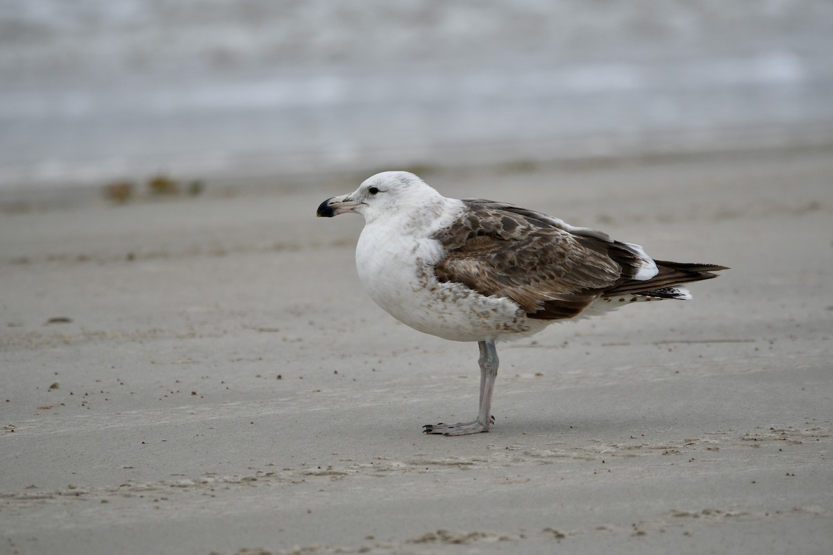 ml628370938-kelp-gull-macaulay-library