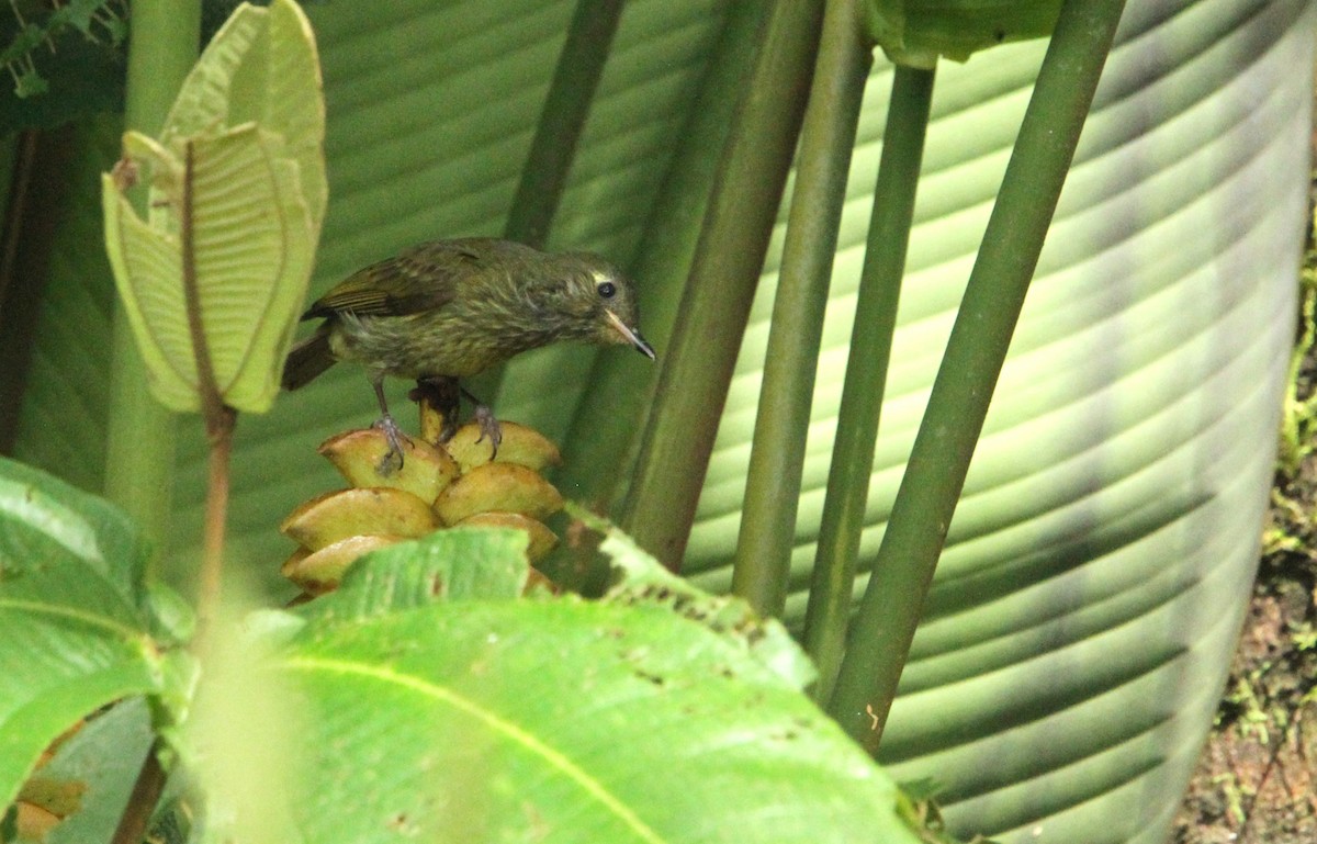 Olive-streaked Flycatcher - ML628371051