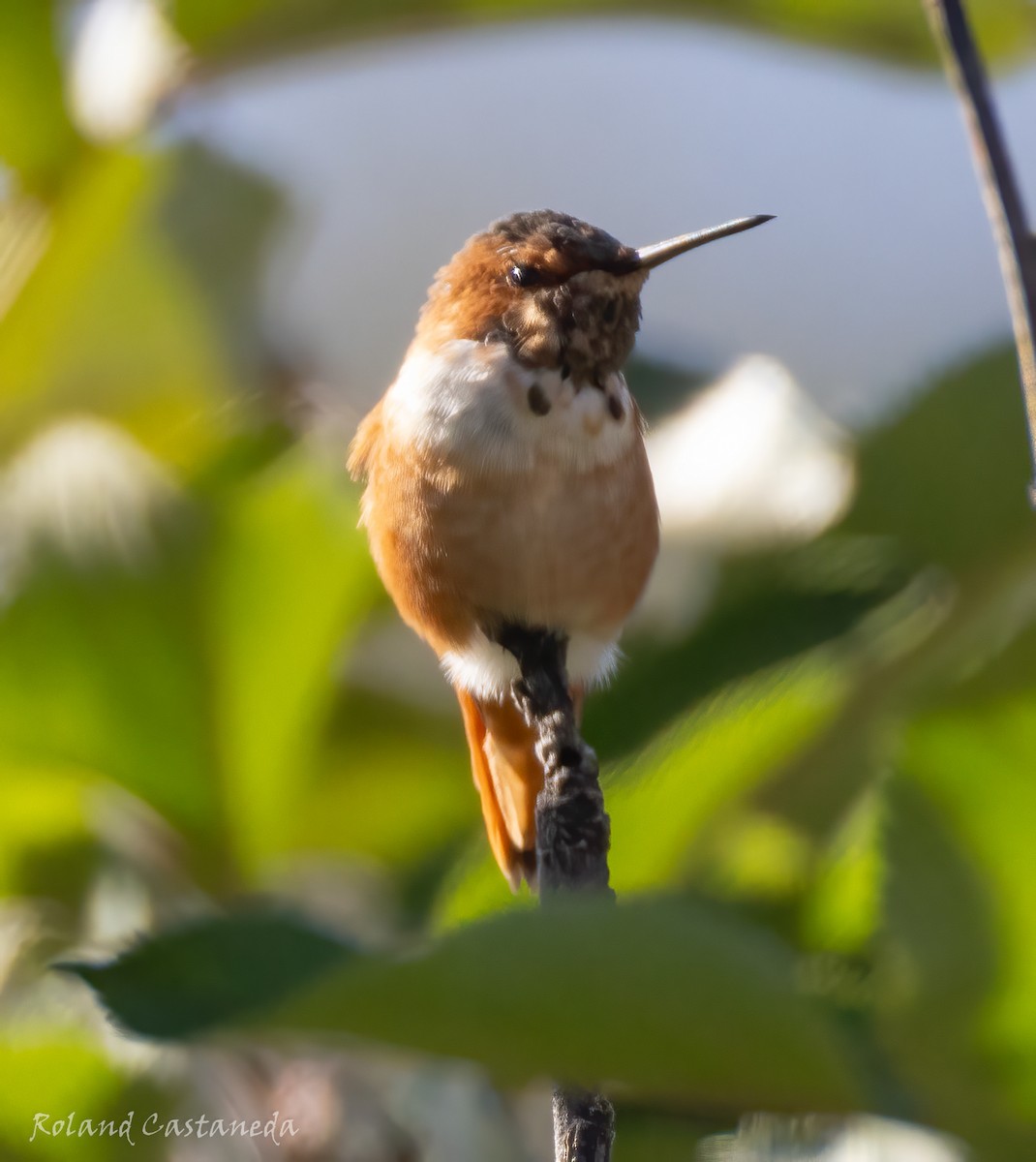 Allen's Hummingbird - ML628371226