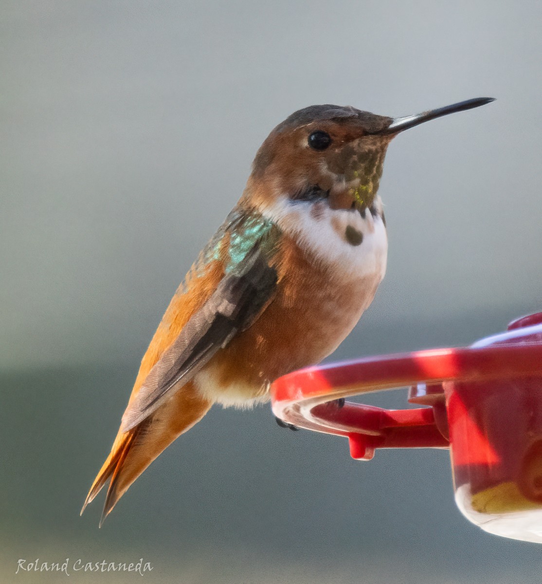 Allen's Hummingbird - ML628371227