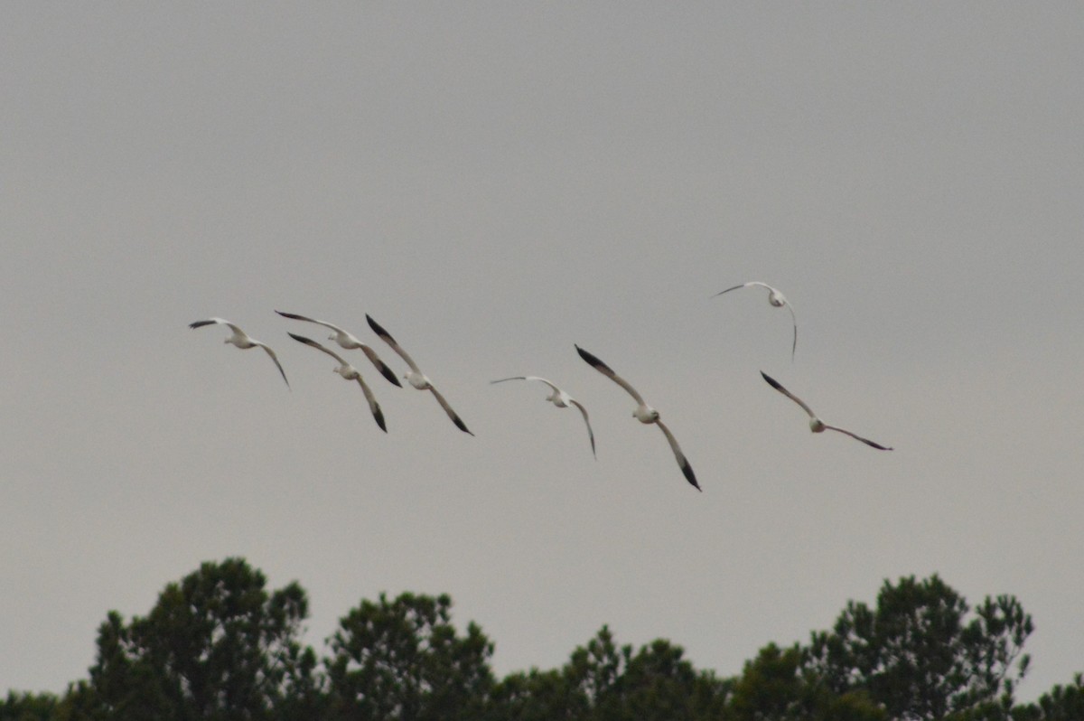 Ross's Goose - ML628371335
