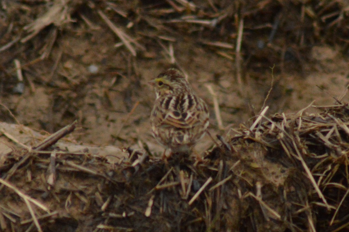 Savannah Sparrow - ML628371357