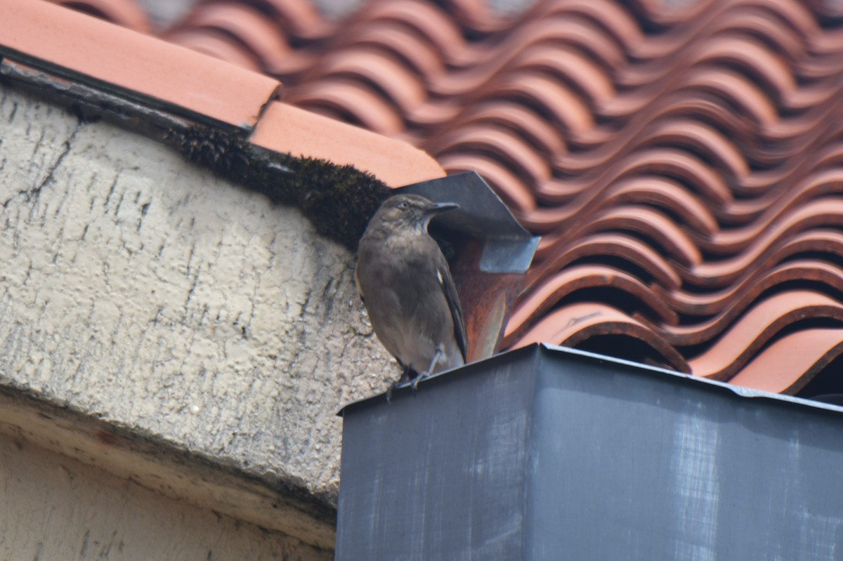 Black-billed Shrike-Tyrant - ML628371509