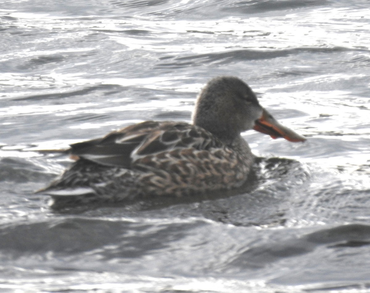 Northern Shoveler - ML628371512