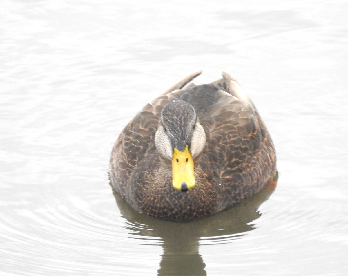 American Black Duck - ML628371537