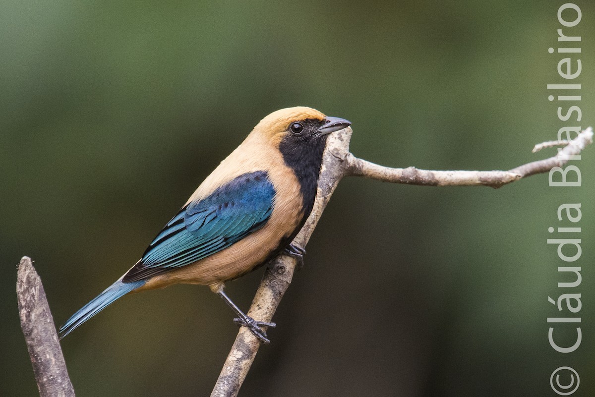 Burnished-buff Tanager - Claudia Brasileiro