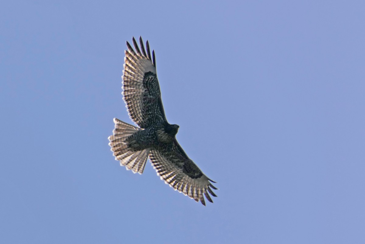 Red-tailed Hawk (calurus/alascensis) - ML62837181