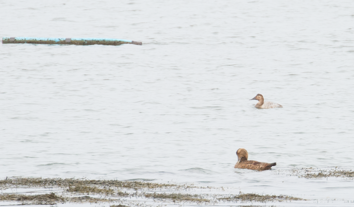 Canvasback - ML628371829