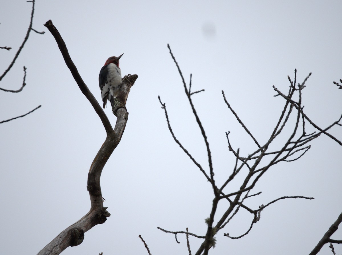Pic à tête rouge - ML628371838