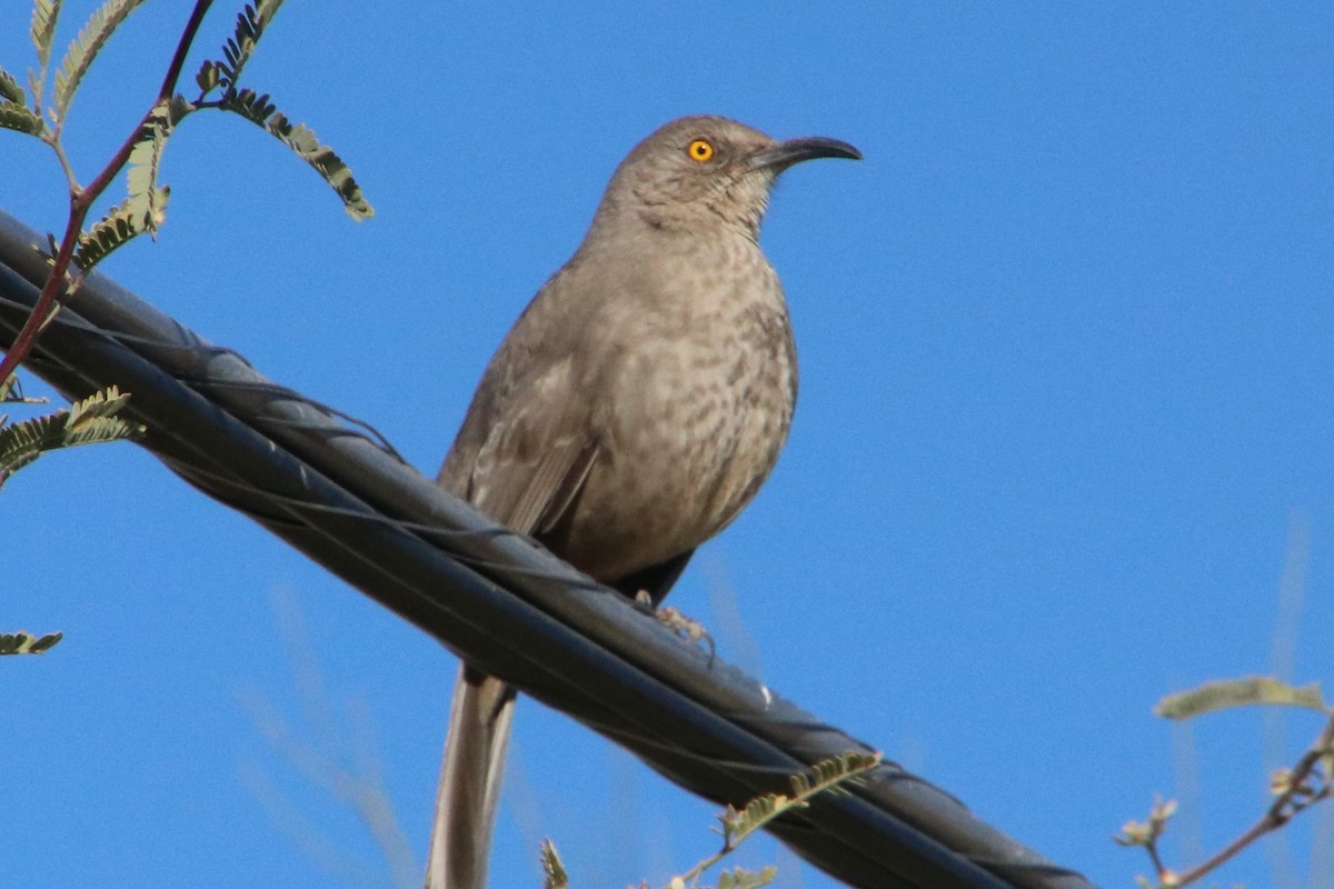 Curve-billed Thrasher - ML628371854