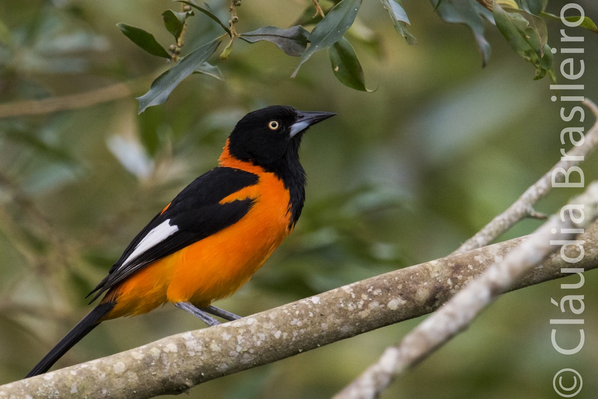 Oriole des campos - ML62837191