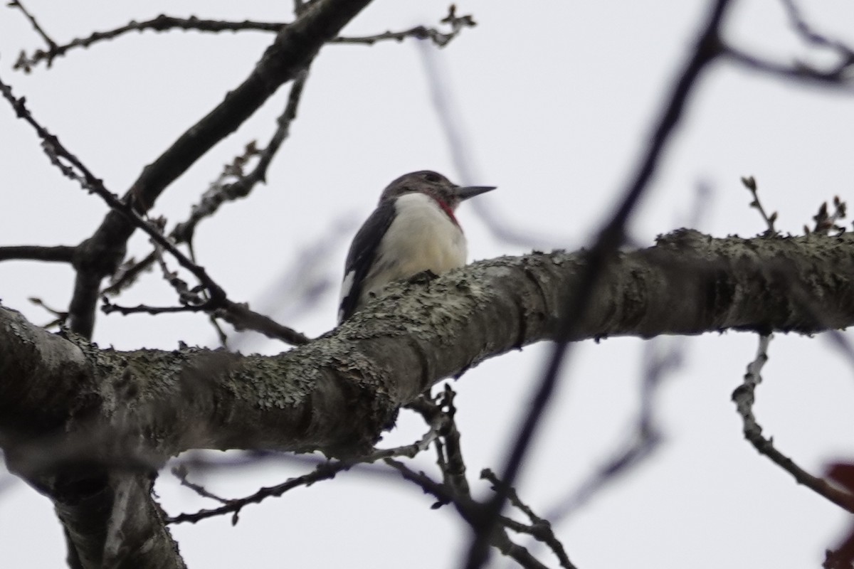Red-headed Woodpecker - ML628371919