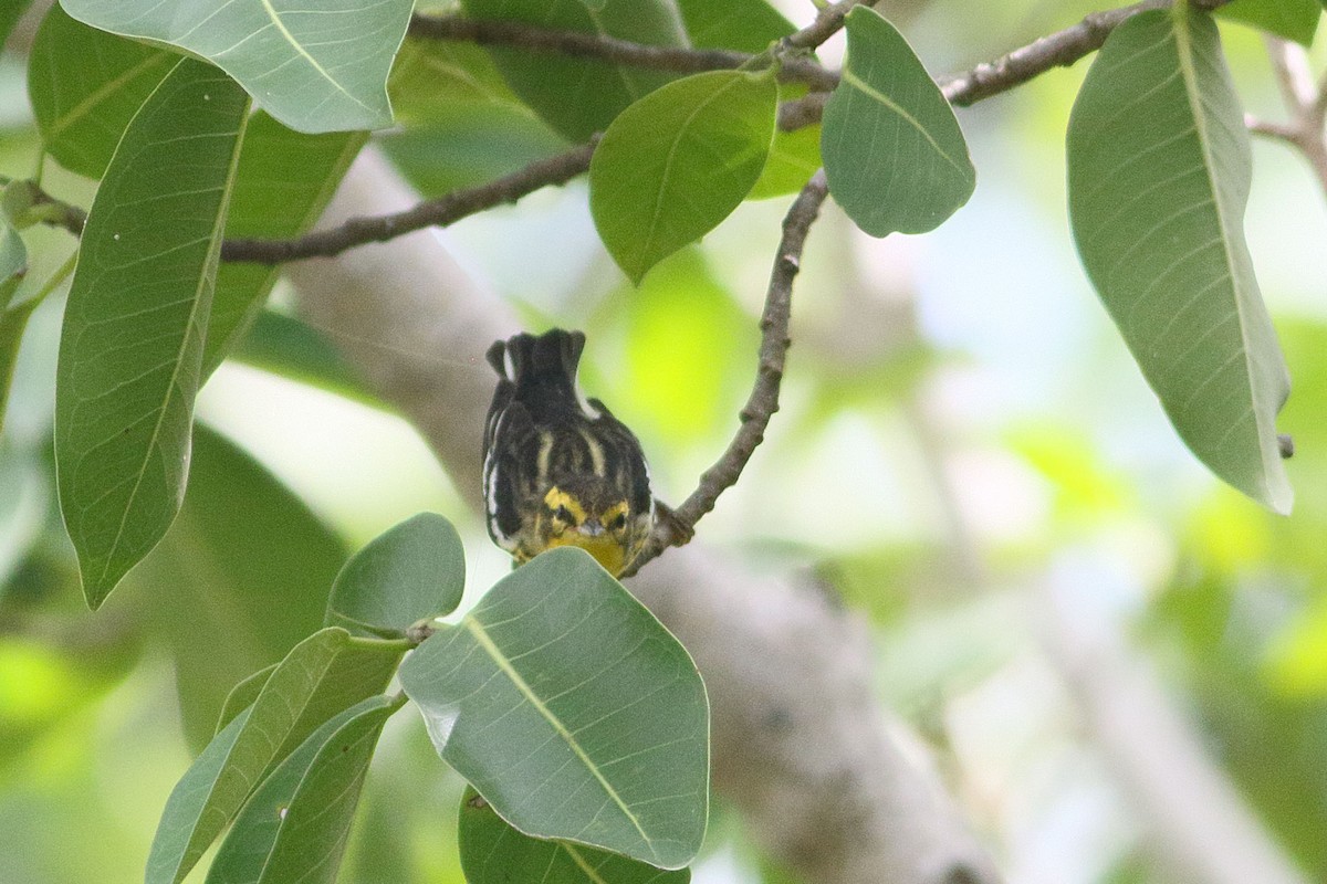 Blackburnian Warbler - ML628372039