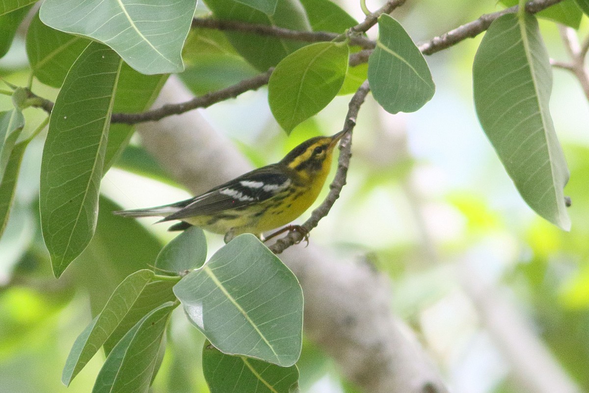 Blackburnian Warbler - ML628372045