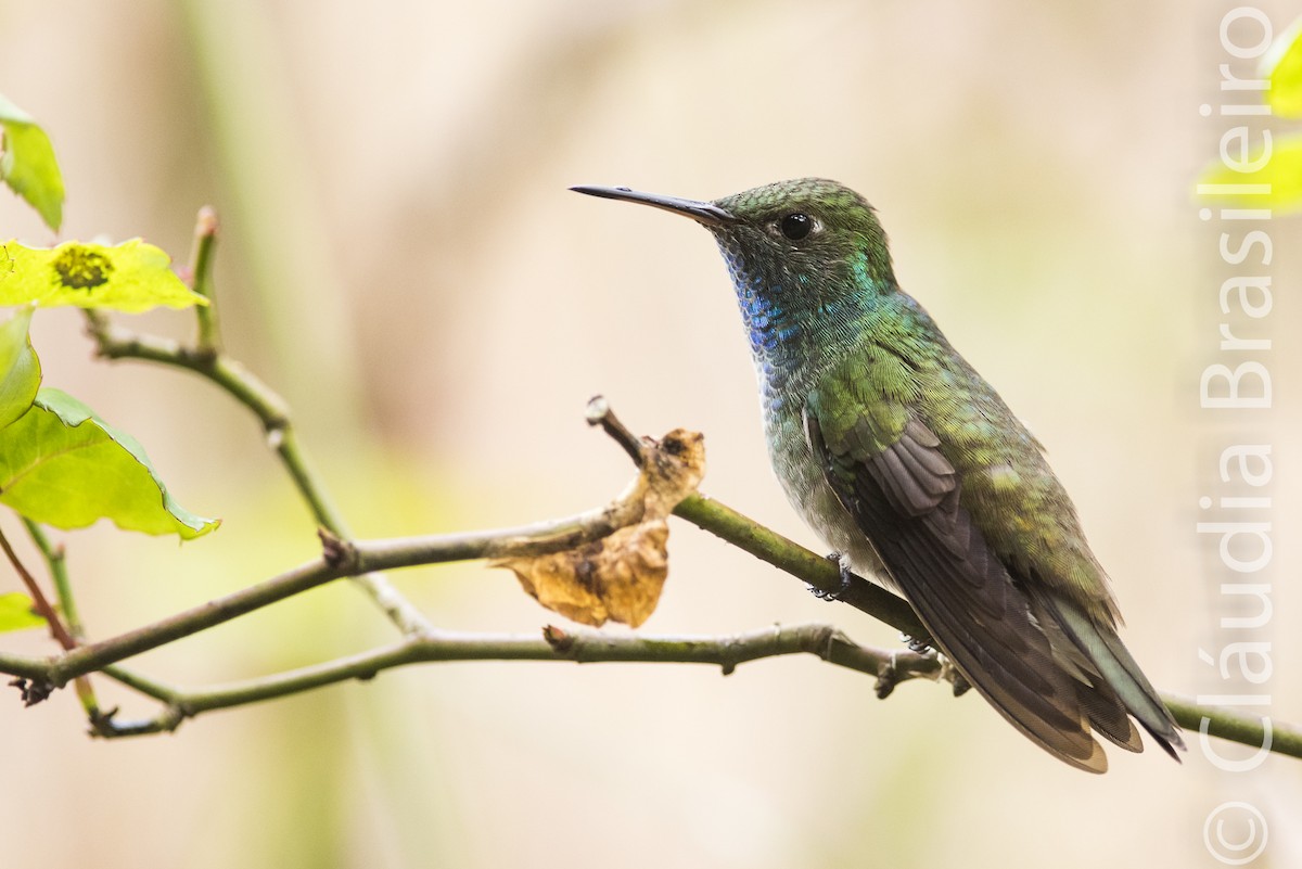 Versicolored Emerald - Claudia Brasileiro