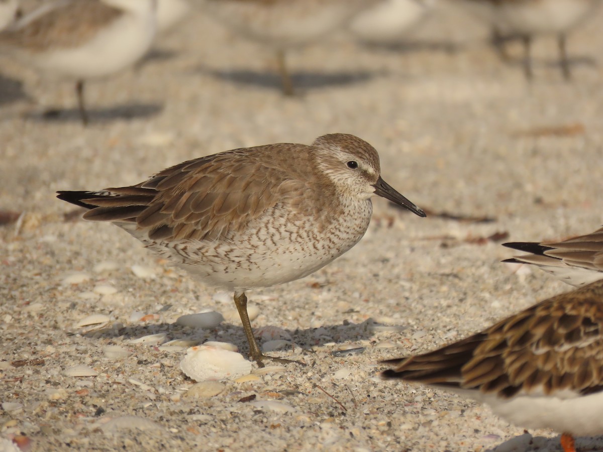 Red Knot - ML628372180