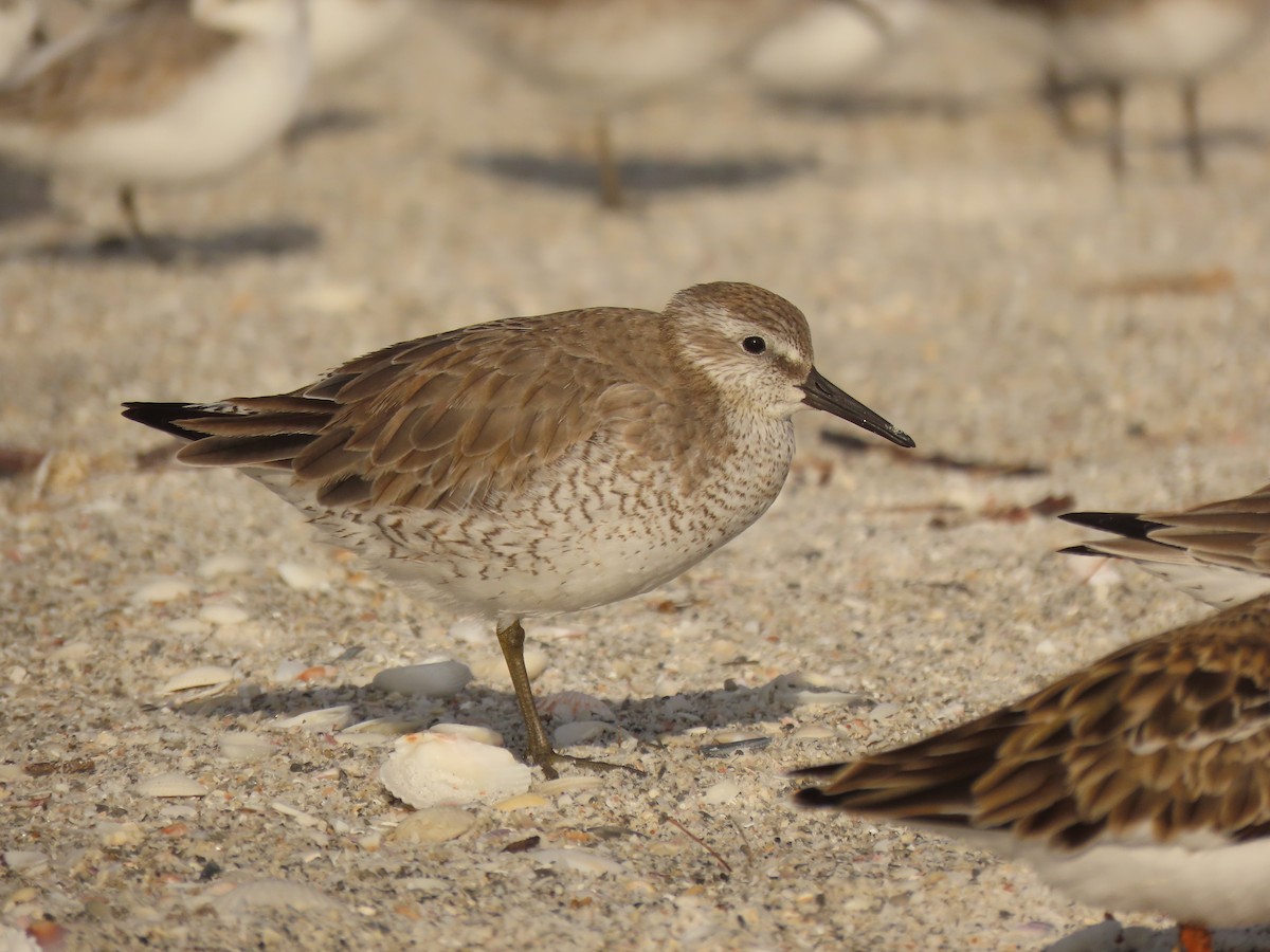 Red Knot - ML628372182