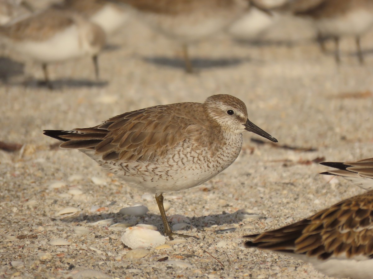 Red Knot - ML628372183