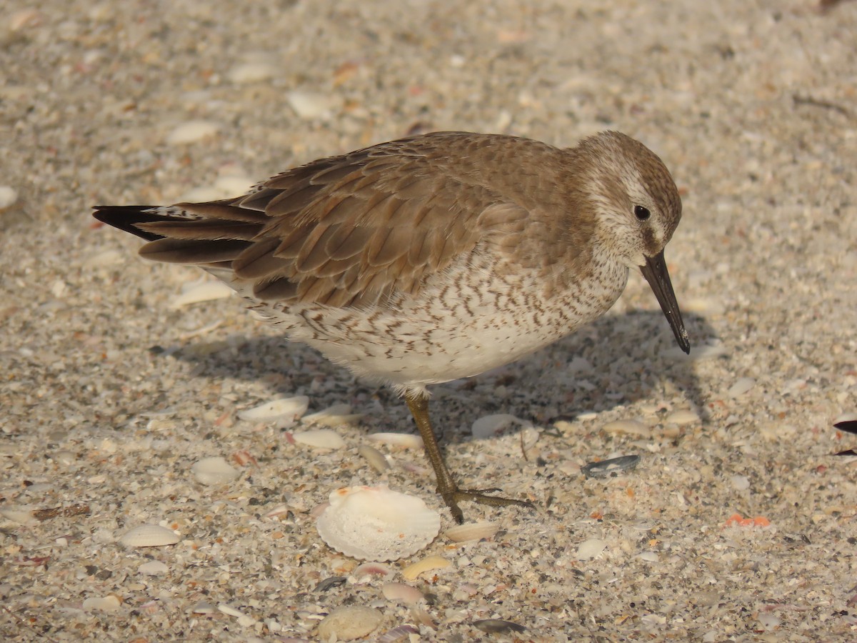 Red Knot - ML628372186