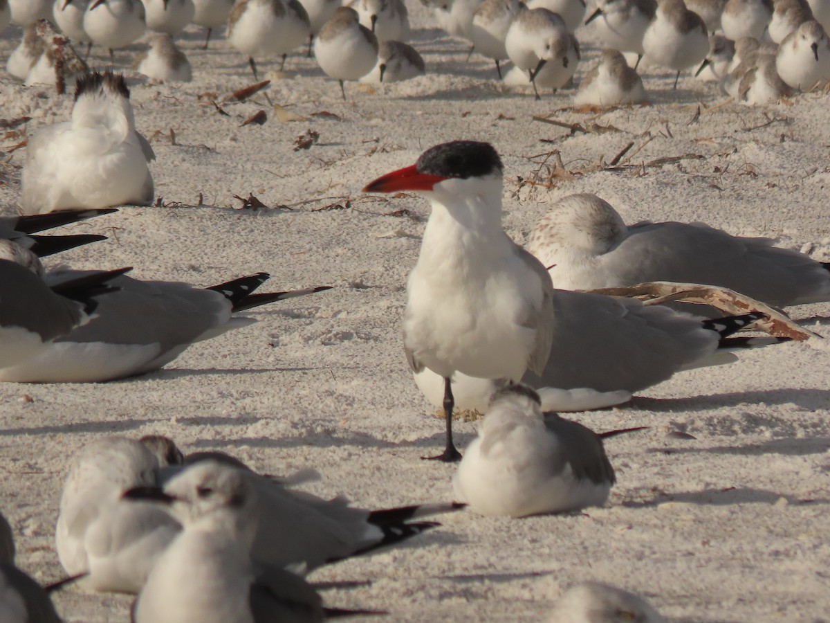 Caspian Tern - ML628372209