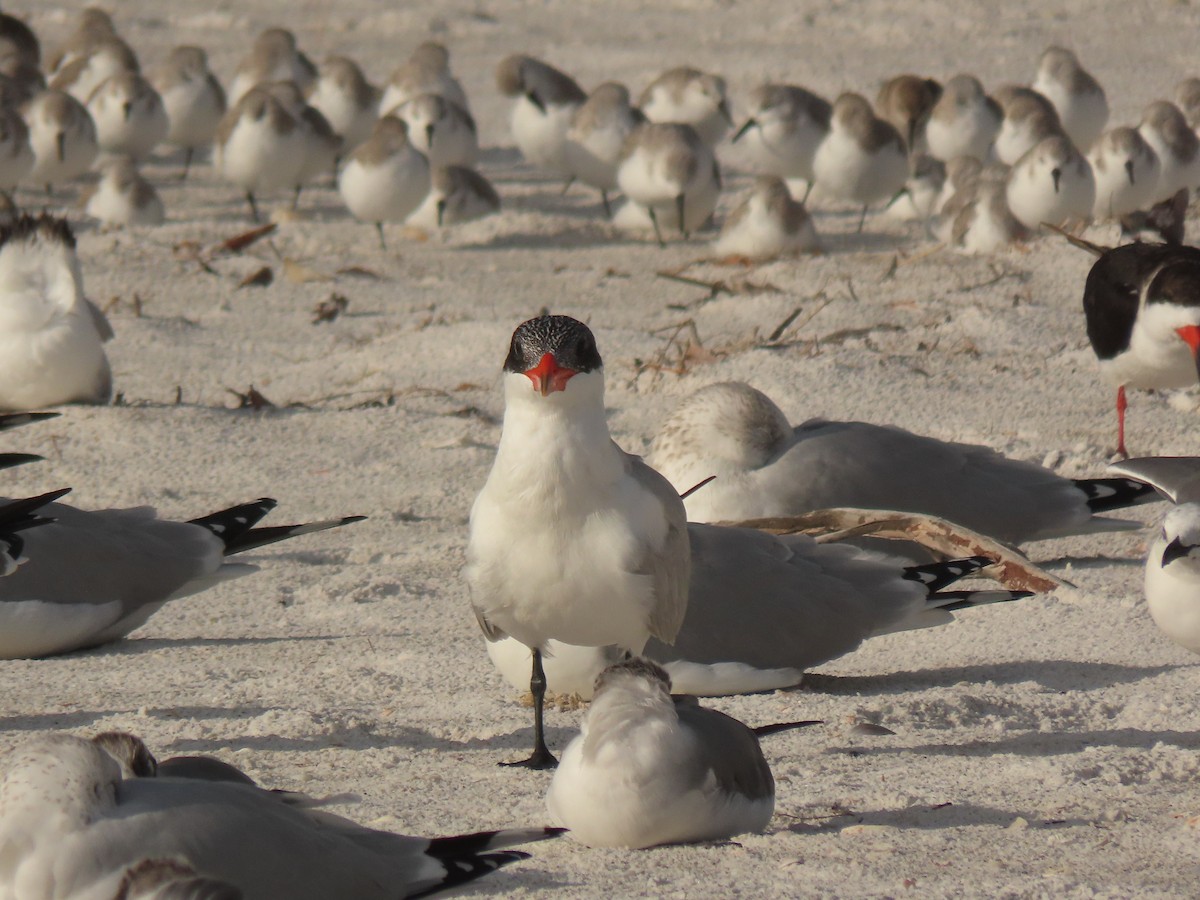 Caspian Tern - ML628372214