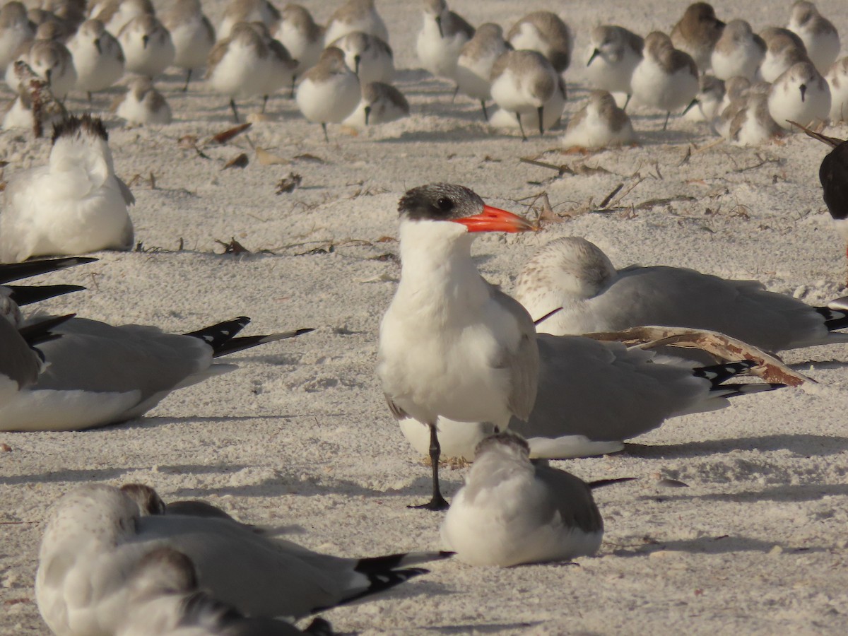 Caspian Tern - ML628372221