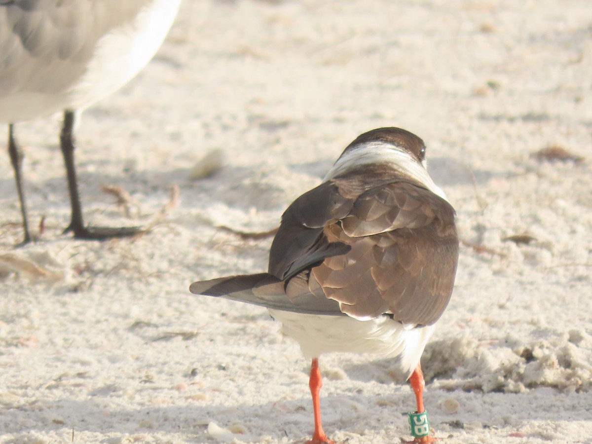 Black Skimmer - ML628372228