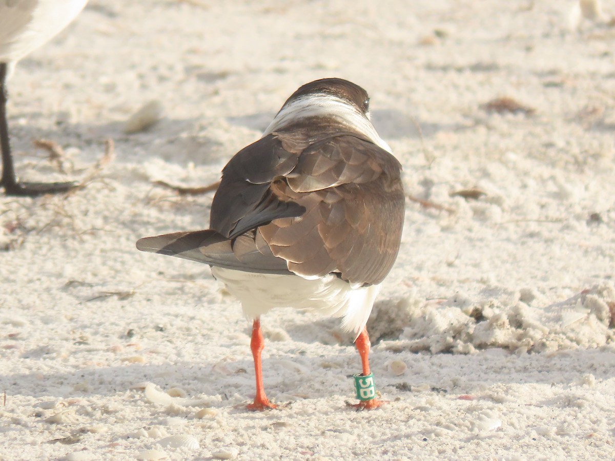 Black Skimmer - ML628372232