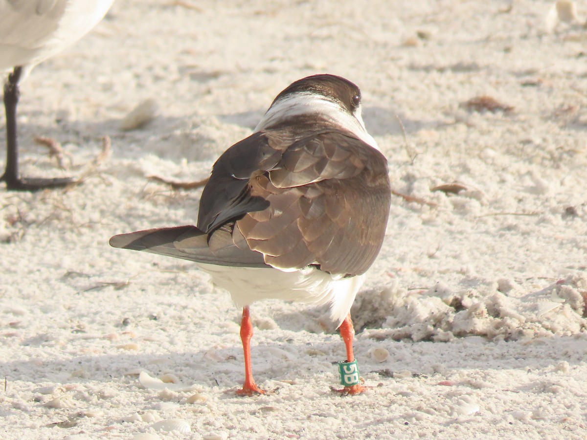 Black Skimmer - ML628372233