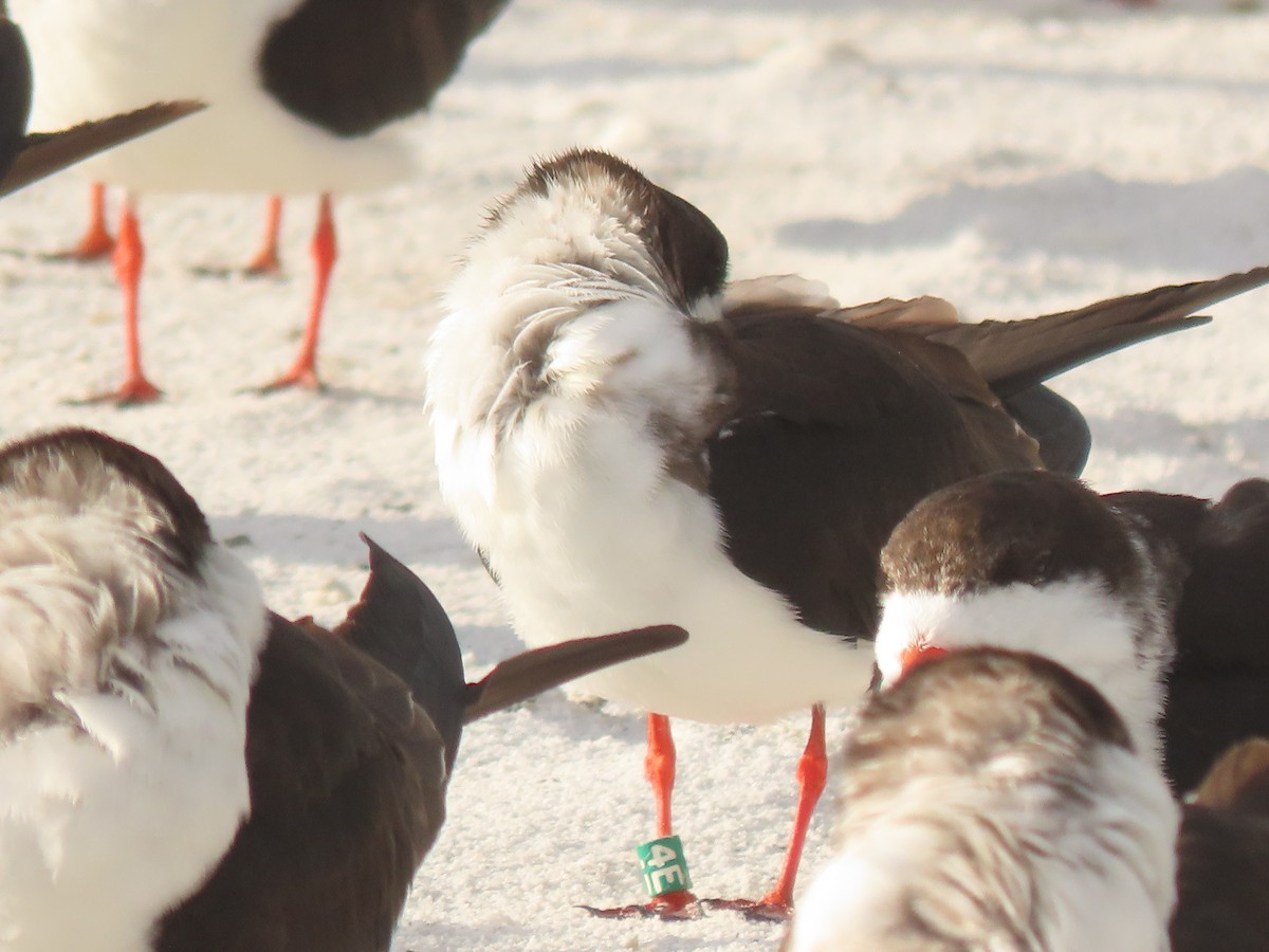 Black Skimmer - ML628372234