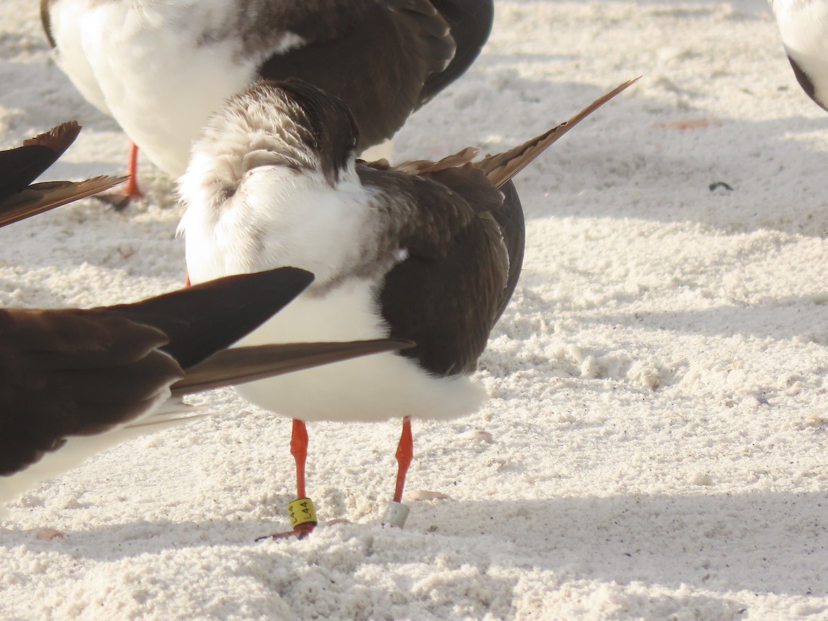 Black Skimmer - ML628372235