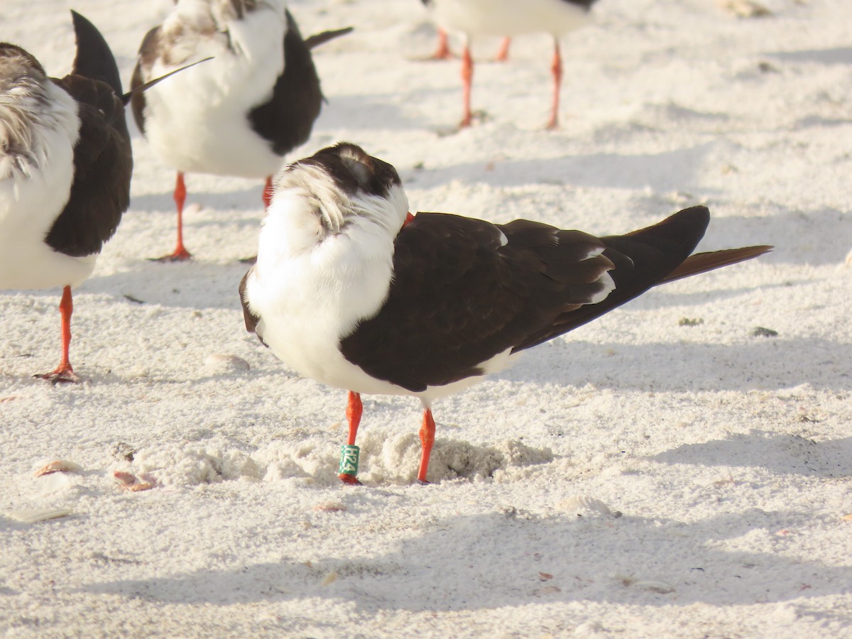 Black Skimmer - ML628372236