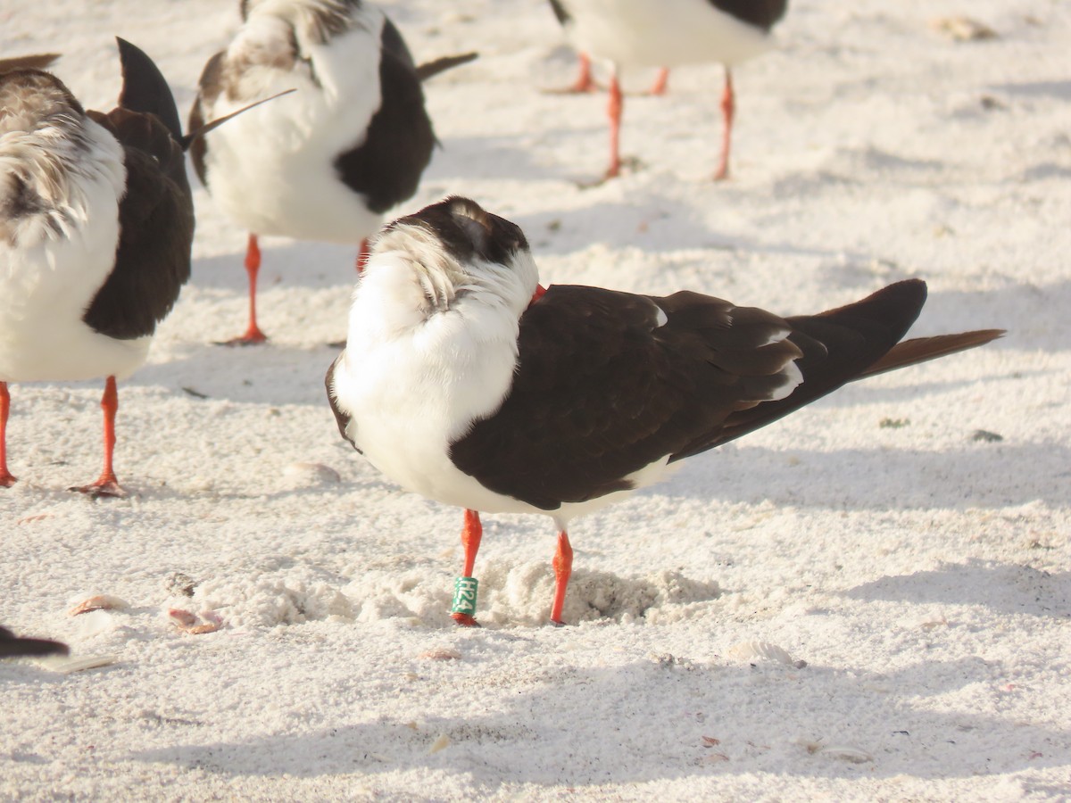 Black Skimmer - ML628372237