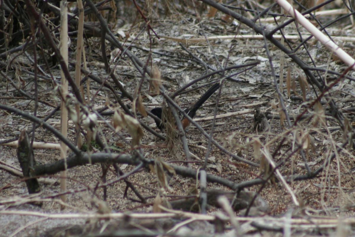 Spotted Towhee - ML628372686
