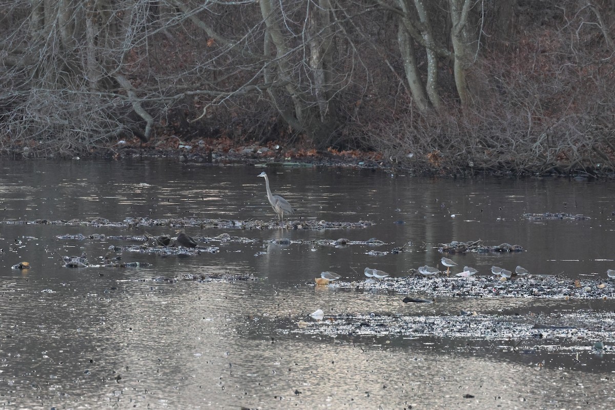 Great Blue Heron - ML628372787