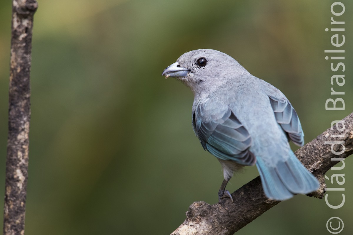 Sayaca Tanager - ML62837281