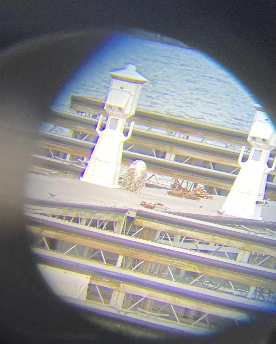 Snowy Owl - ML628373094